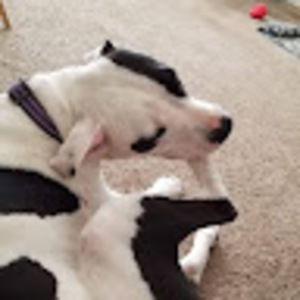 Meet your Posher, Joshua